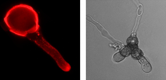 vlevo detekce jedné podjednotky exocystu pomocí protilátky v pylové láčce, vpravo klíčící pylová zrna