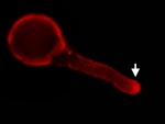 Červená barva ukazuje umístění jedné ze zkoumaných bílkovin v pylové láčce tabáku. Nápadně mnoho je jí ve špičce (šipka), kde láčka intenzivně přirůstá. Foto doktor Lukáš Synek.