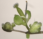 Deformované květy huseníčku rolního, u něhož biologové pokusně zvýšili tvorbu bílkoviny PILS1. Foto Elke Barbez.