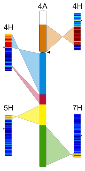 Struktura pšeničného chromozómu 4A porovnaná se strukturou ječmenových chromozómů 4H, 5H a 7H. Černé šipky označují polohu takzvaných centromer, které oddělují ramena chromozómů. Autoři obrázku Hana Šimková a Miroslav Valárik.