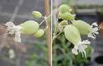 Silenka obecná (Silene vulgaris). Vlevo oboupohlavný květ, vpravo samičí květy.
