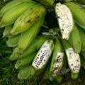 Co možná nevíte o banánech