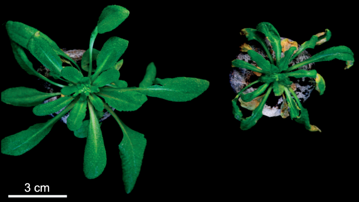 Poutací proteinový komplex exocyst je nezbytný pro růst a vývoj. Rostliny huseníčku rolního, které mají jednu složku exocystu vyřazenou z činnosti (vpravo), nejsou schopny normálního růstu a umírají. Vlevo je kontrolní rostlina s plně funkčním exocystem.